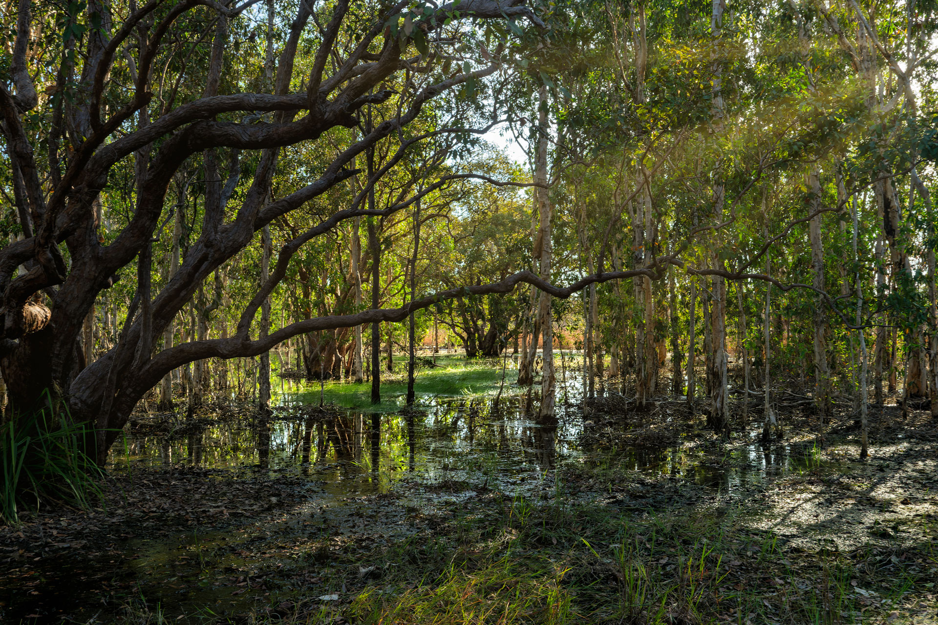 Litchfield National Park - Tabletop-Sumpf